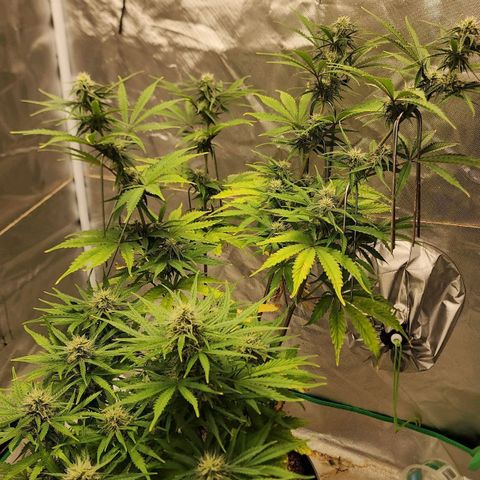 Mango Mrrr  #2 growlog timeline photo