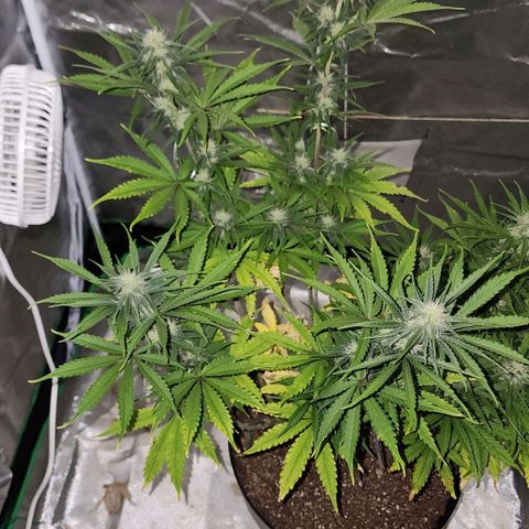 Mango Mrrr  #2 growlog timeline photo
