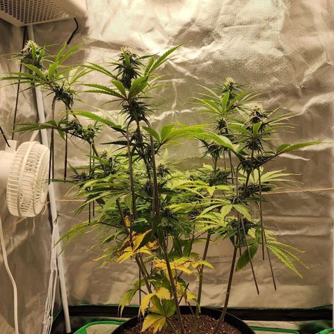 Mango Mrrr  #2 growlog timeline photo