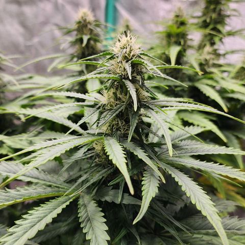 Methane #2 growlog timeline photo