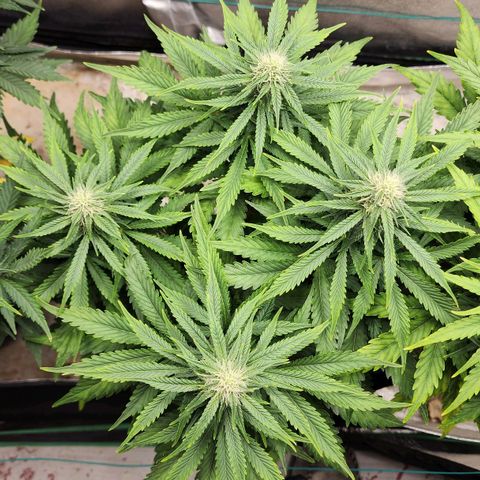 Methane #2 growlog timeline photo