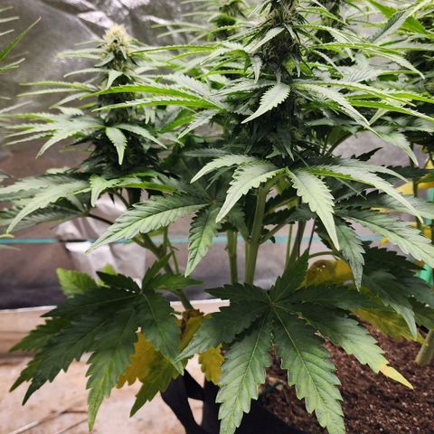 Methane #2 growlog timeline photo