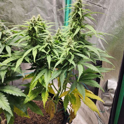 Methane #1 growlog timeline photo