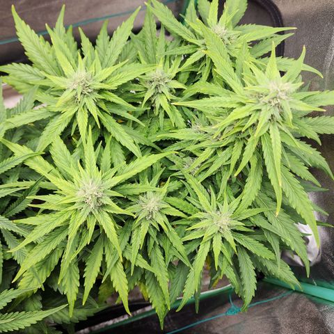 Methane #1 growlog timeline photo