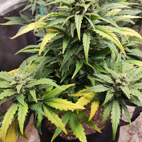 Gorilla Glue #1 growlog timeline photo