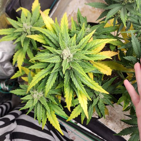 Gorilla Glue #1 growlog timeline photo
