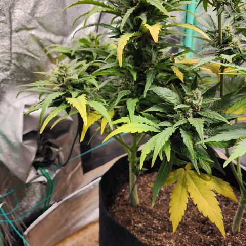 Gorilla Glue #1 growlog timeline photo