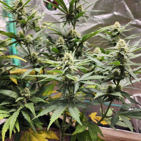 Gorilla Glue #2 growlog timeline photo