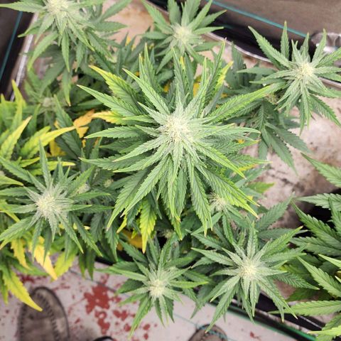 Gorilla Glue #2 growlog timeline photo