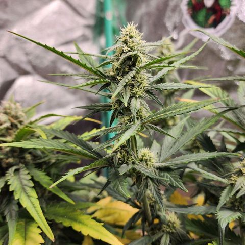 Gorilla Glue #2 growlog timeline photo