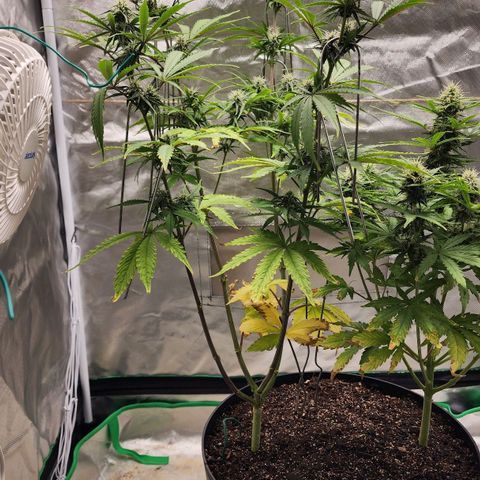 Mango Mrrr  #2 growlog timeline photo