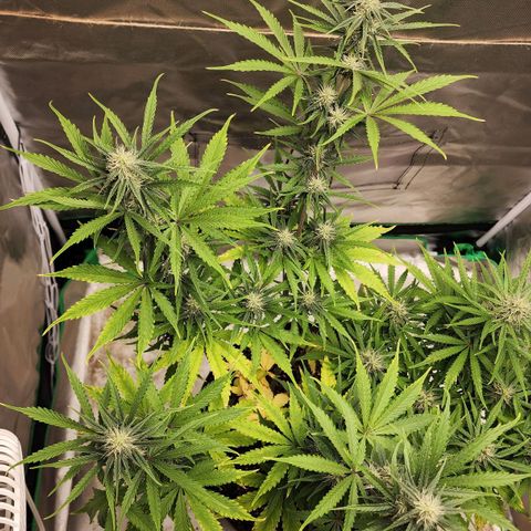 Mango Mrrr  #2 growlog timeline photo