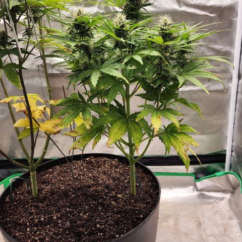 Mango Mrrr  #1 growlog timeline photo