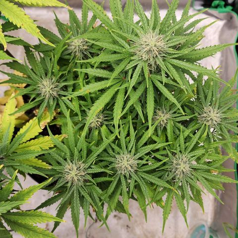 Mango Mrrr  #1 growlog timeline photo