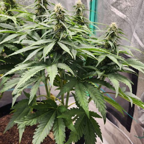 Methane #2 growlog timeline photo