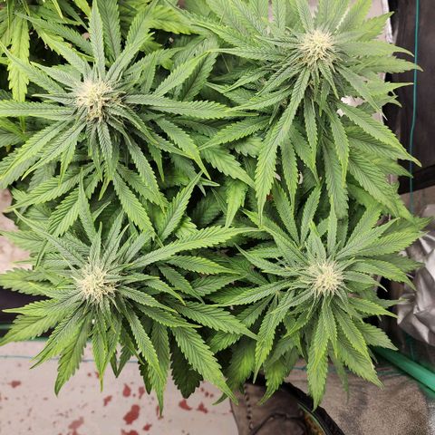 Methane #2 growlog timeline photo