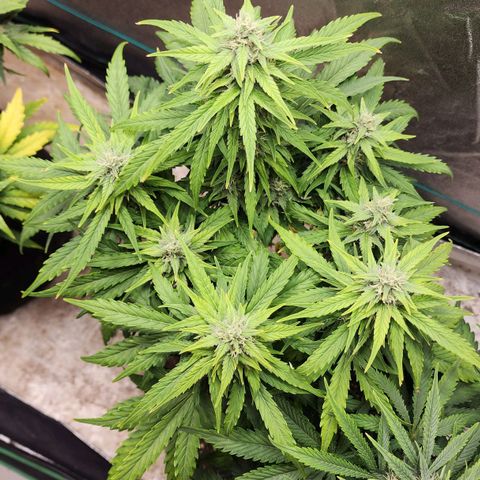 Methane #1 growlog timeline photo