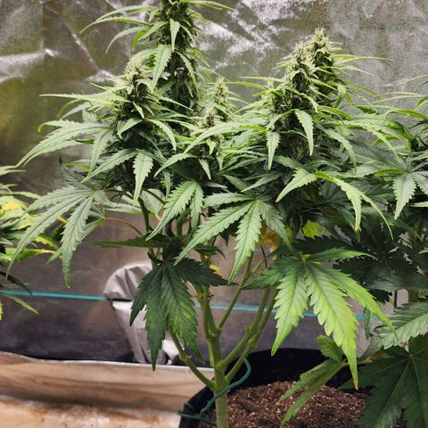 Methane #1 growlog timeline photo