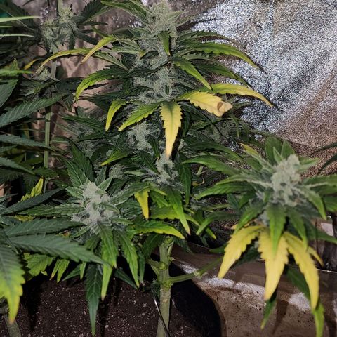 Gorilla Glue #1 growlog timeline photo