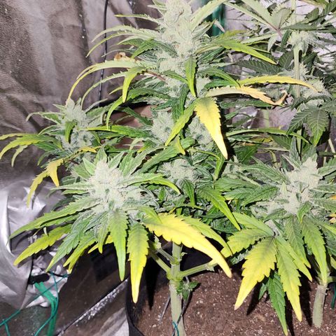 Gorilla Glue #1 growlog timeline photo
