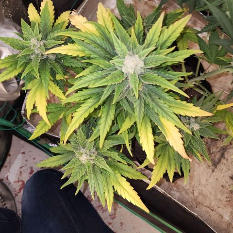 Gorilla Glue #1 growlog timeline photo
