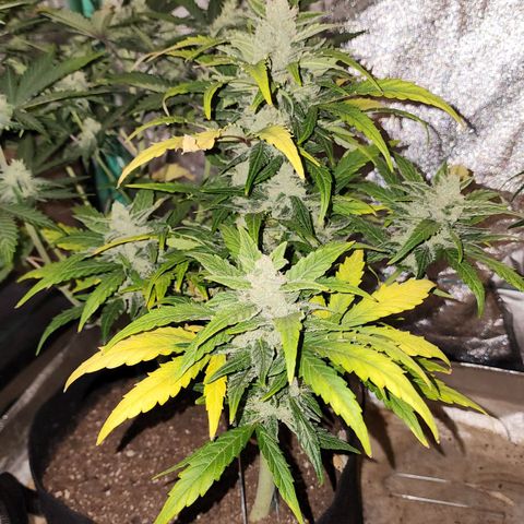 Gorilla Glue #1 growlog timeline photo