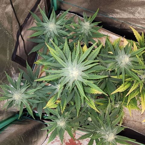Gorilla Glue #2 growlog timeline photo