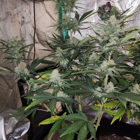 Gorilla Glue #2 growlog timeline photo