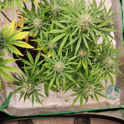 Mango Mrrr  #1 growlog timeline photo