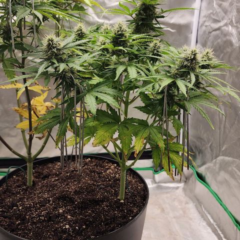Mango Mrrr  #1 growlog timeline photo