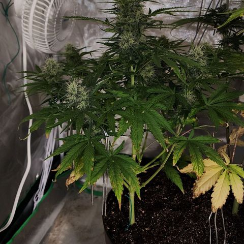 Mango Mrrr  #1 growlog timeline photo