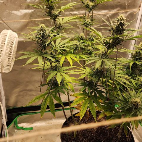 Mango Mrrr  #2 growlog timeline photo
