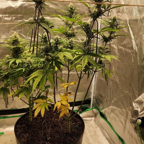 Mango Mrrr  #2 growlog timeline photo