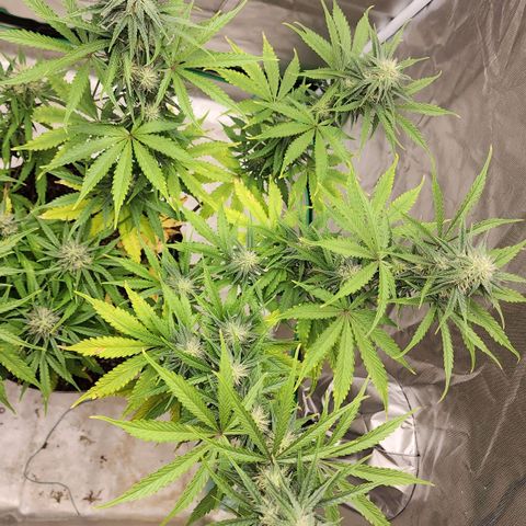 Mango Mrrr  #2 growlog timeline photo