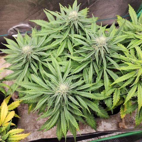 Methane #2 growlog timeline photo