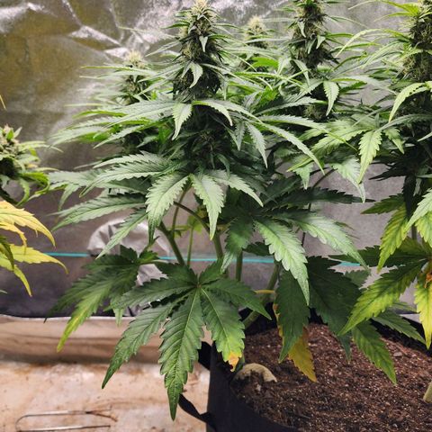 Methane #2 growlog timeline photo
