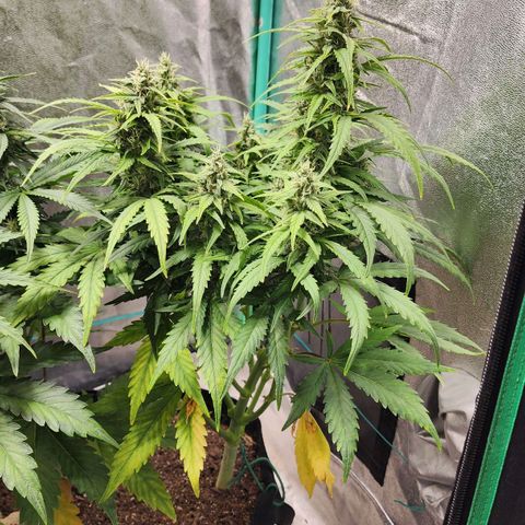 Methane #1 growlog timeline photo