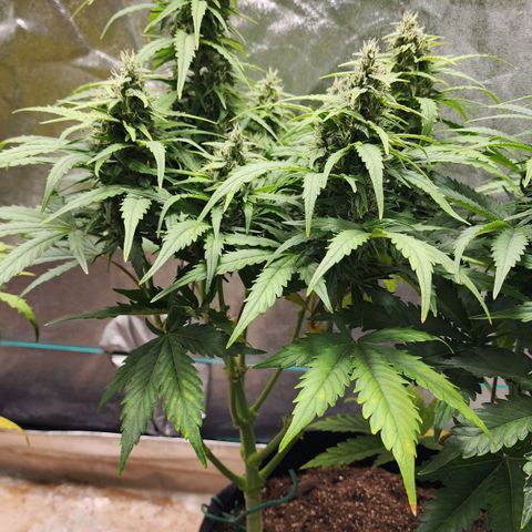 Methane #1 growlog timeline photo