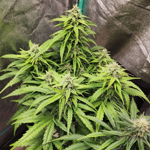 Methane #1 growlog timeline photo
