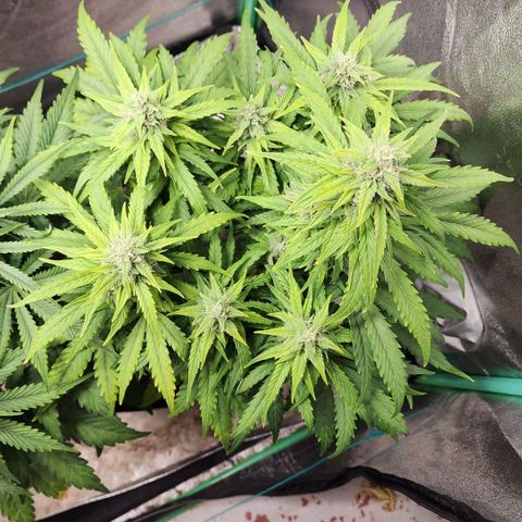 Methane #1 growlog timeline photo