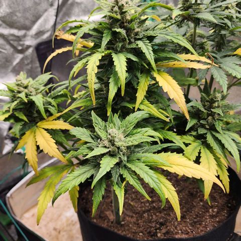 Gorilla Glue #1 growlog timeline photo