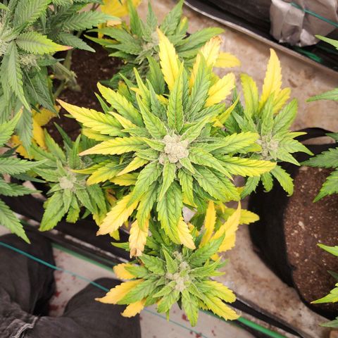 Gorilla Glue #1 growlog timeline photo