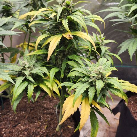 Gorilla Glue #1 growlog timeline photo