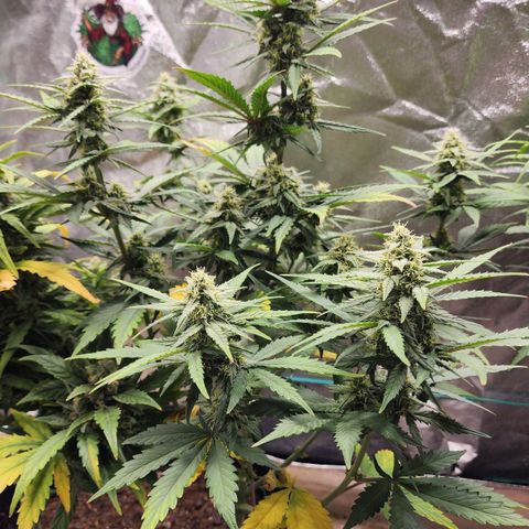 Gorilla Glue #2 growlog timeline photo