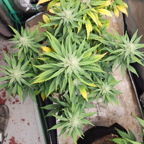 Gorilla Glue #2 growlog timeline photo