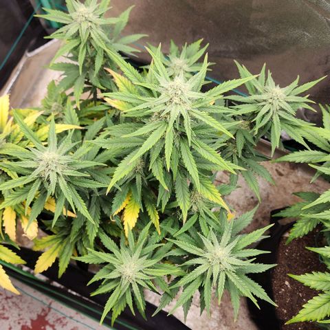 Gorilla Glue #2 growlog timeline photo