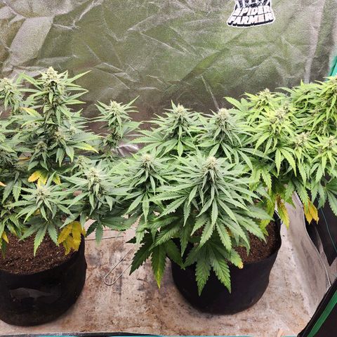 Gorilla Glue #1 growlog timeline photo