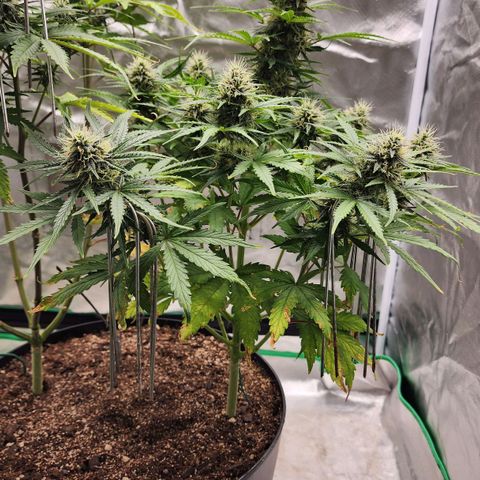 Mango Mrrr  #1 growlog timeline photo