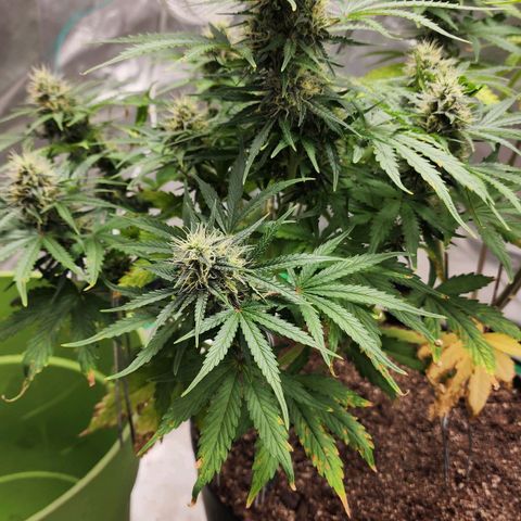 Mango Mrrr  #1 growlog timeline photo