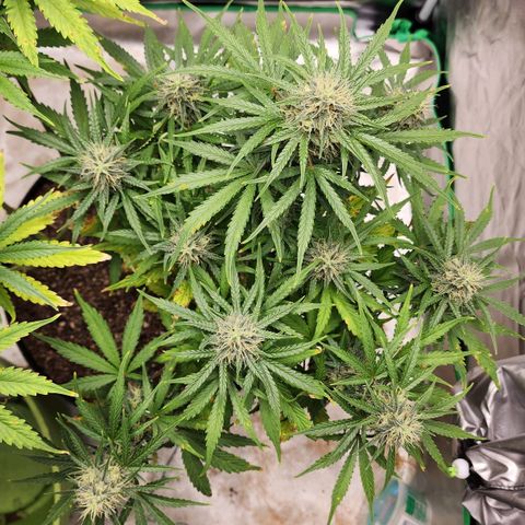 Mango Mrrr  #1 growlog timeline photo